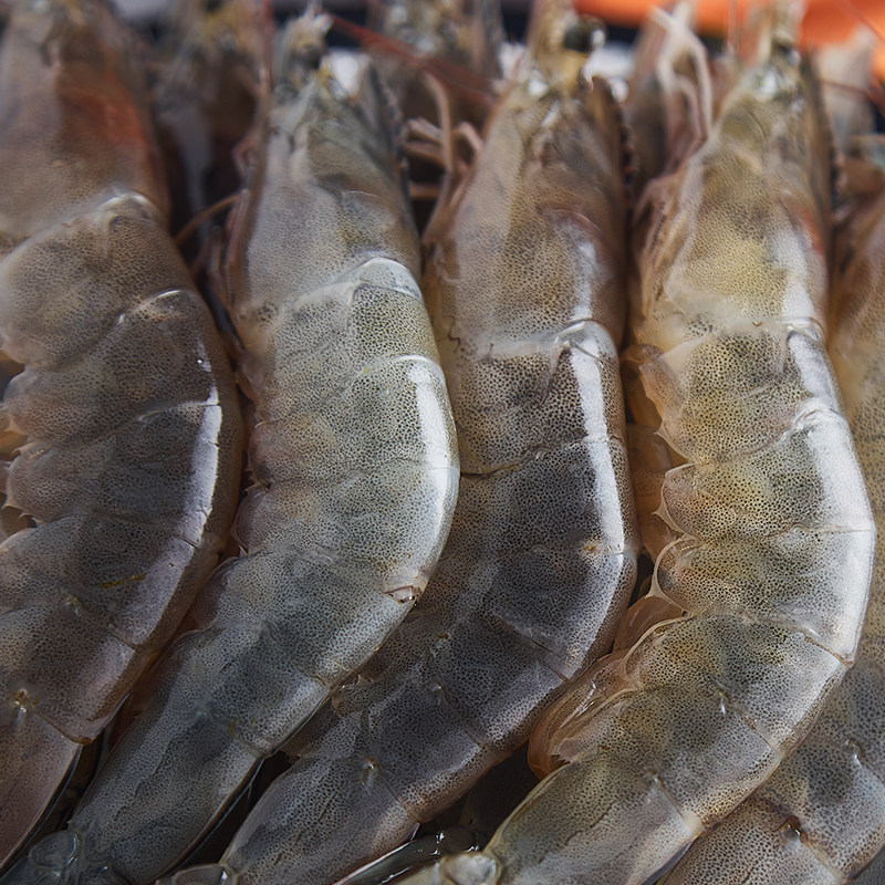 海鲜鲜水产对虾鲜活海虾超大冷冻虾冰冻新鲜白虾基围虾多规格包邮
