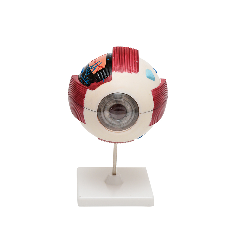 模型人体器官眼球可拆卸构造解剖幼儿园生命科学科学实验