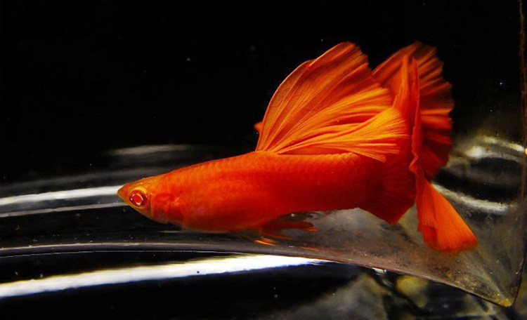 水族宠物孔雀活体血红白子纯种凤尾热带淡水鱼