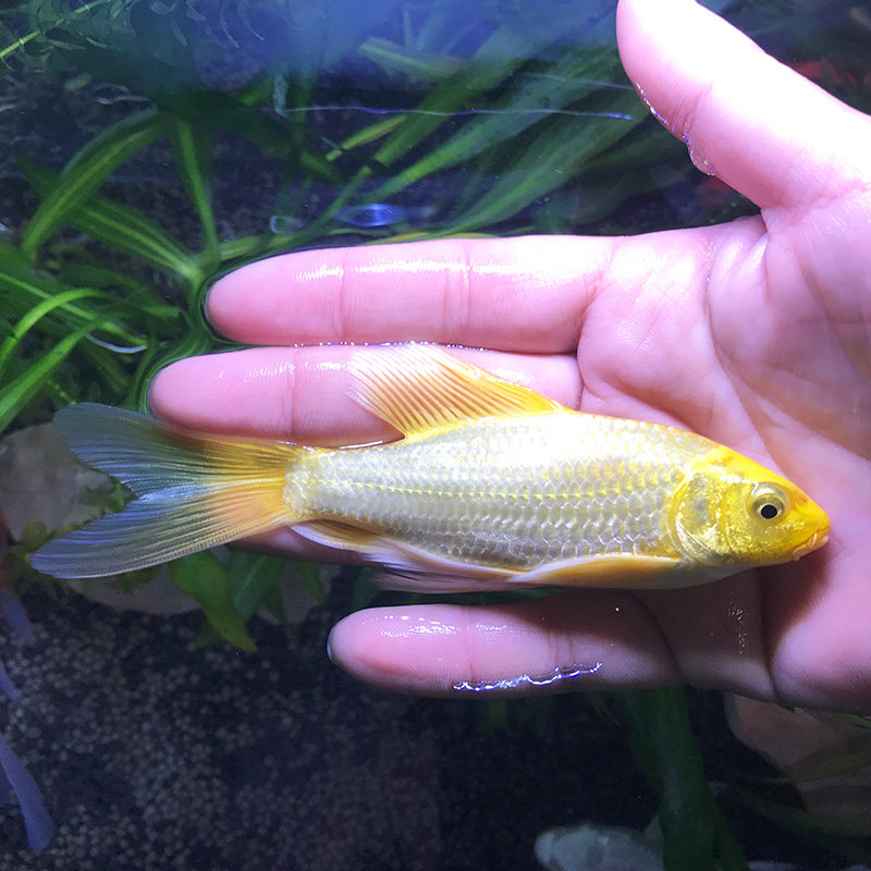 观赏金鱼活体小黄金锦鲤龙凤招财鱼放生鱼好养易活鱼金鲤鱼风水鱼