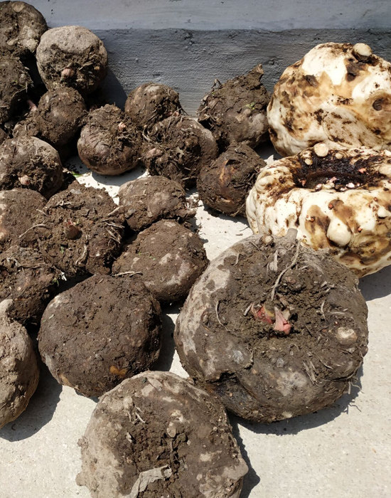 生魔芋新鲜贵州乡下产品现挖生鲜魔芋豆腐材料5斤