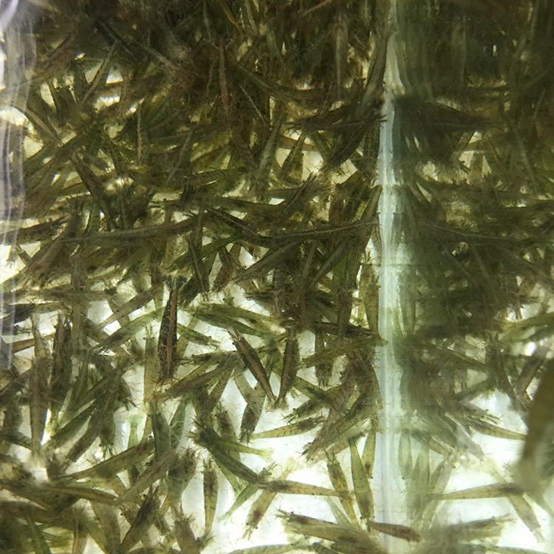 小河鲜活河虾苗淡水养殖观赏鱼缸里小虾藻黑壳虾虾