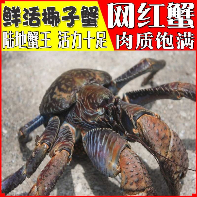 海鲜鲜活椰子新鲜螃蟹活体高档礼盒顺丰包邮帝王蟹