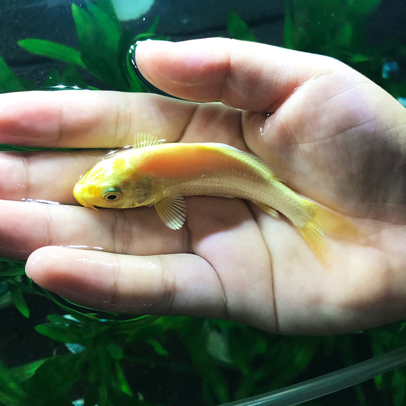 黄金锦鲤活体观赏鱼活鱼冷水小金小金鱼鱼苗金鱼鱼