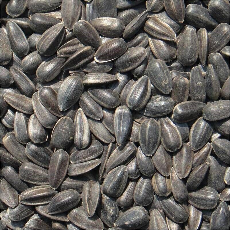 油葵瓜子5斤9斤1斤生熟小瓜黑珍珠瓜籽葵花籽瓜子