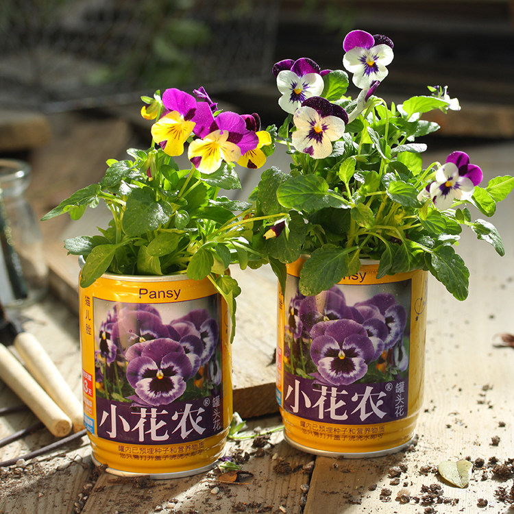 小花农罐头易拉罐创意迷你发芽盆栽绿植幼儿园植物时令草本花卉