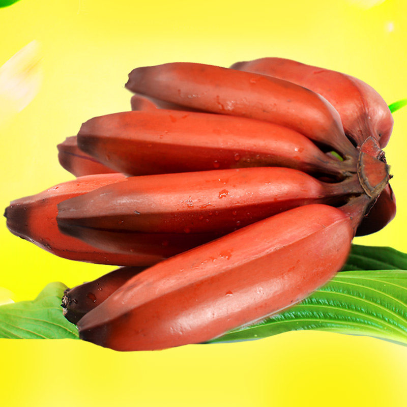 香蕉广西美人蕉红新鲜现摘红皮芭蕉香甜软糯香蕉