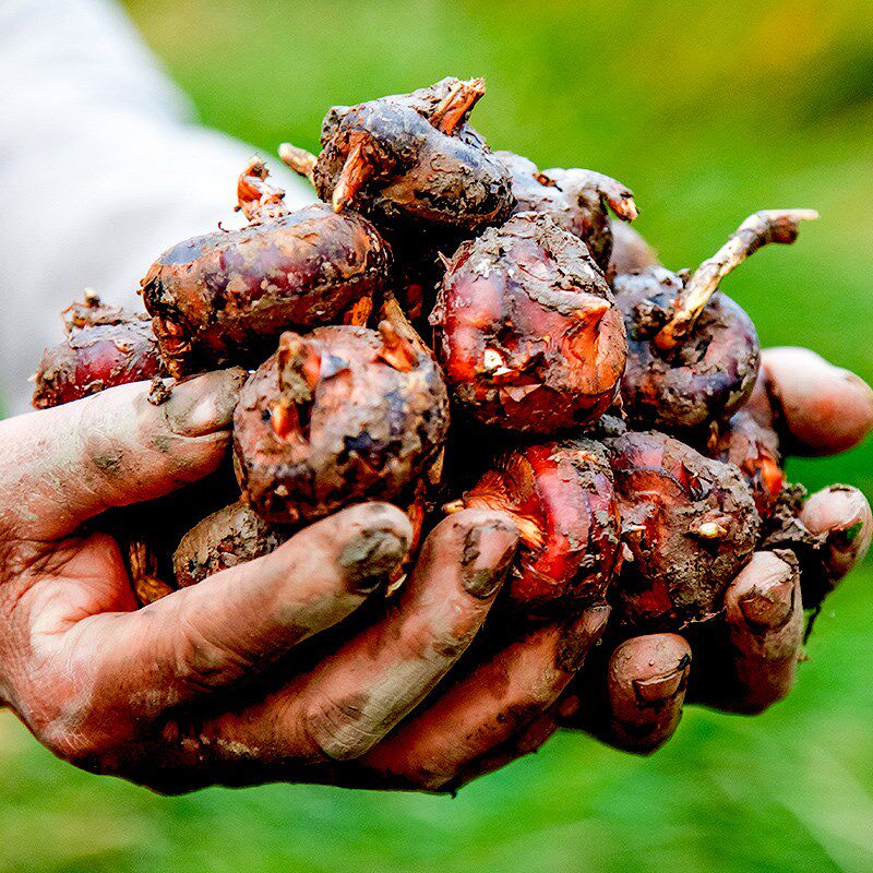 马蹄荸荠10斤新鲜包邮地梨葧荠孛荠饽现挖大果荸荠