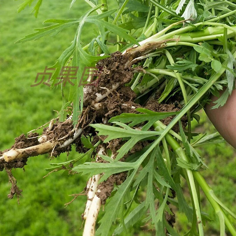 藜蒿苗芦种苗根苗100g包邮泥野生植物驴蒿芦蒿根茎其它