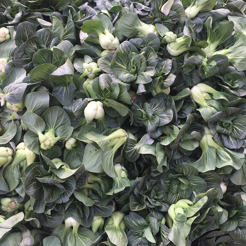 青菜霜冻苏州菜汤太湖小白菜油菜上海时令蔬菜叶菜类