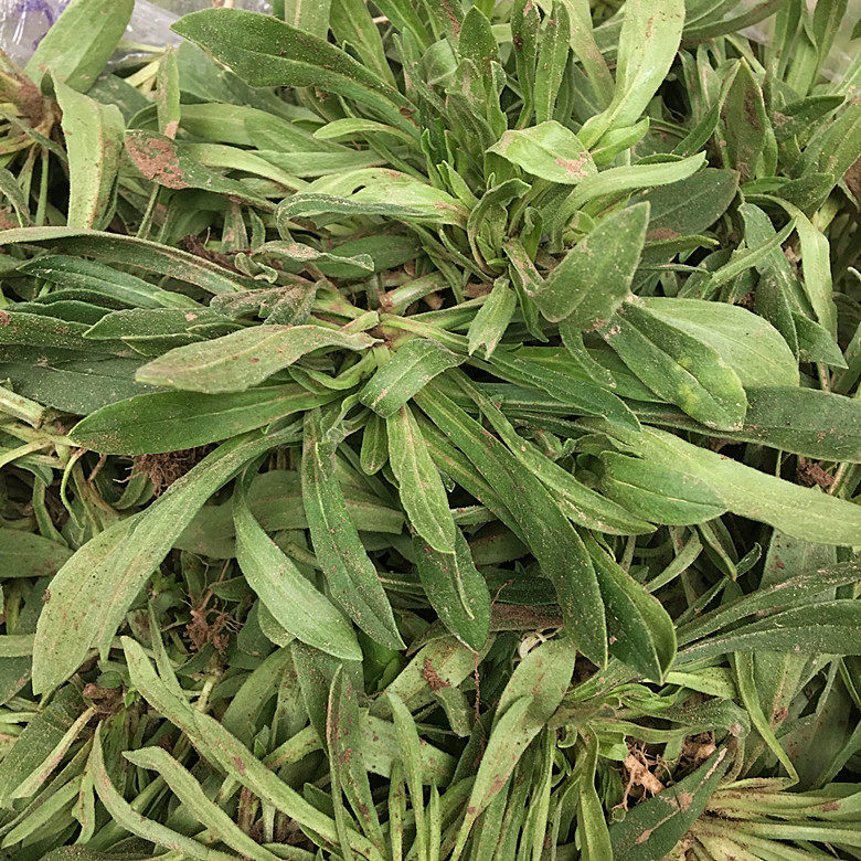 面条野菜新鲜露天霜冻当季蒸菜现挖3斤包邮其它