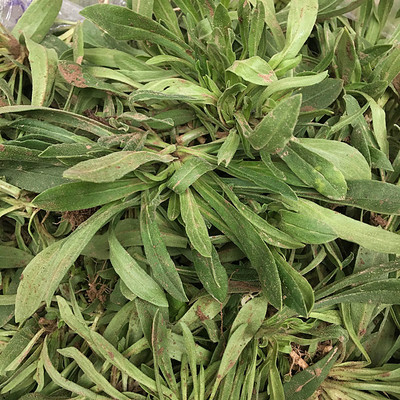 面条野菜露天霜冻当季蒸菜现挖3斤其它