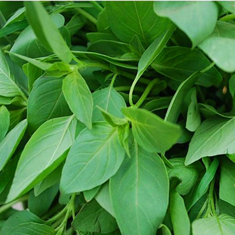 荆芥大叶河南芥菜新鲜500g鲜嫩水灵清香香嫩叶菜类