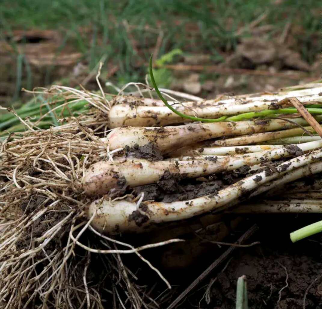 湖南新鲜农家自种头带须带苗茭头3斤野生蒜头其它