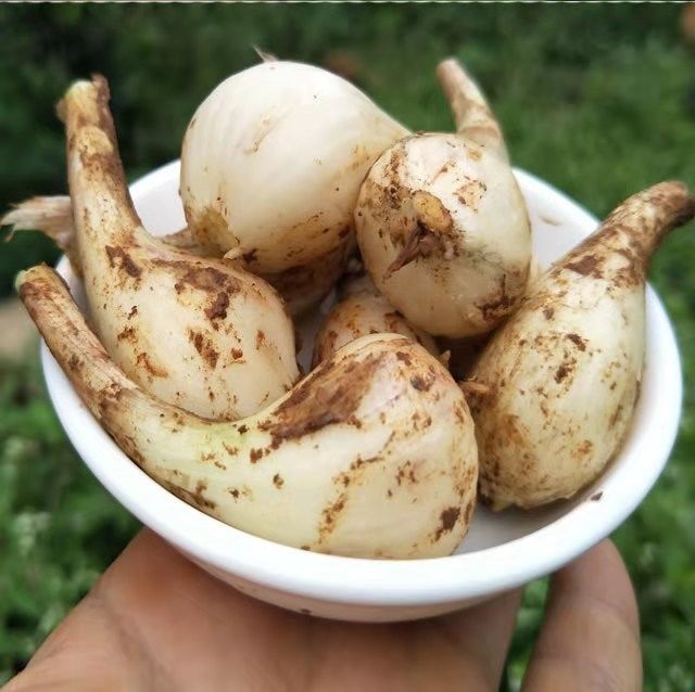 现挖藠头新鲜贵州茭头5斤农家自种荞头野葱叶菜类