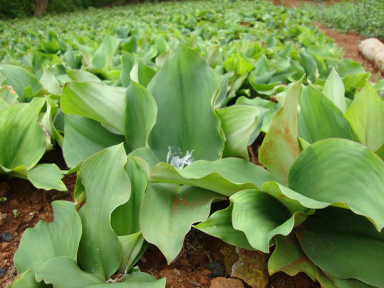 湛江特产新鲜正宗沙姜三奈山个大香浓白切鸡卤肉其它