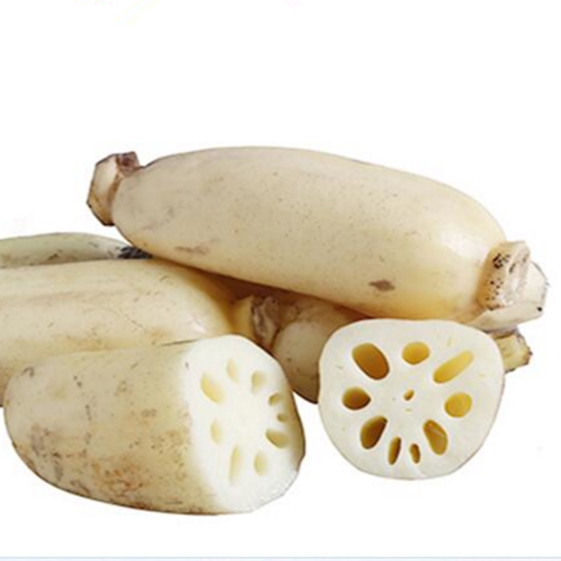 山东九孔鲜嫩包邮5斤现发现挖新鲜嫩藕特产莲藕