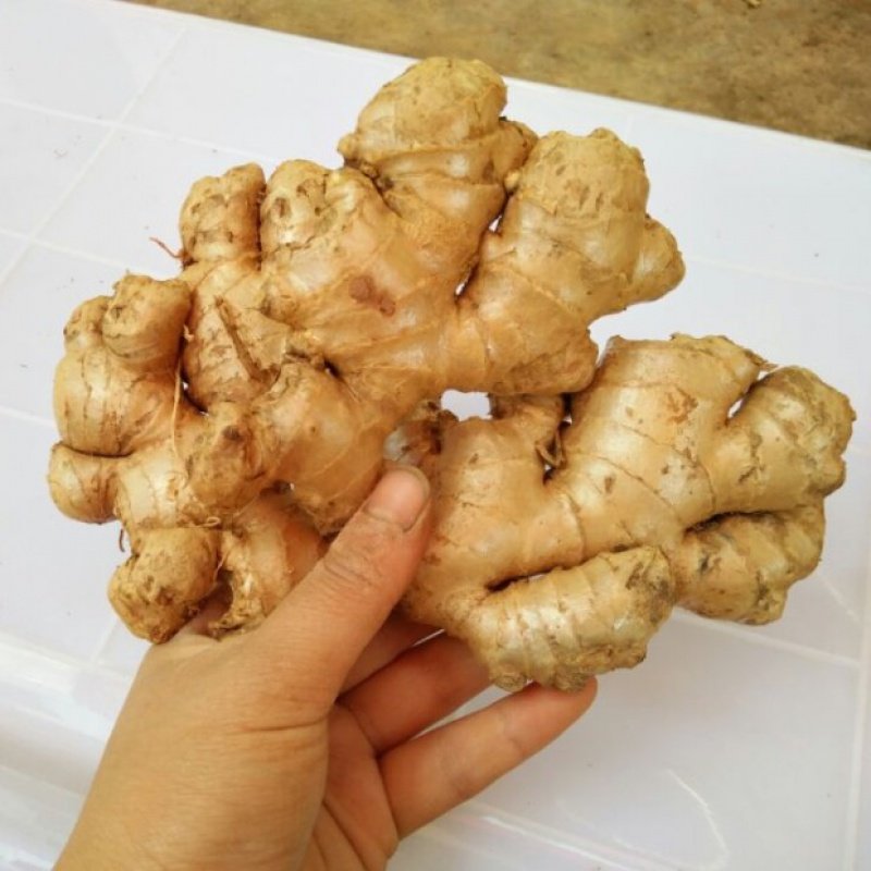 5斤四川威远黄姜农家新鲜现挖产地地直发包生姜