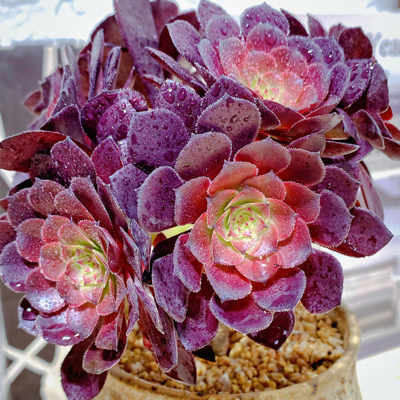 铜壶法师多肉植物超大清仓老桩手捧群多头组合多肉植物