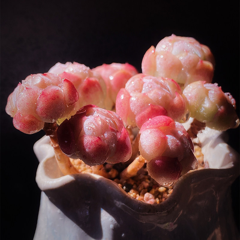 贝瑞胭脂奶油群生云南南多肉老桩双子瑞多植物多肉植物