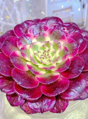 红颜 法师多肉植物多头大棵红覆轮锦黑法师室内花卉园艺老桩盆栽果爵