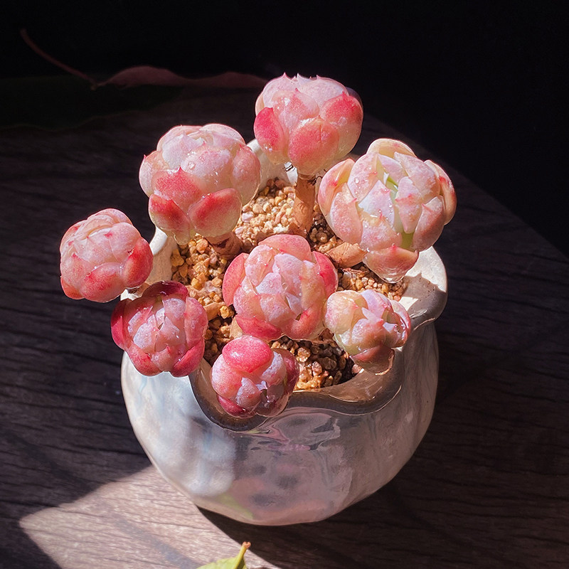 贝瑞胭脂奶油群生云南南多肉老桩双子瑞多植物多肉植物