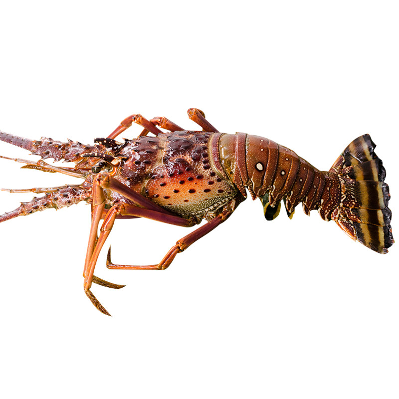 冷冻古巴龙虾海鲜水产鲜活进口特大冻虾