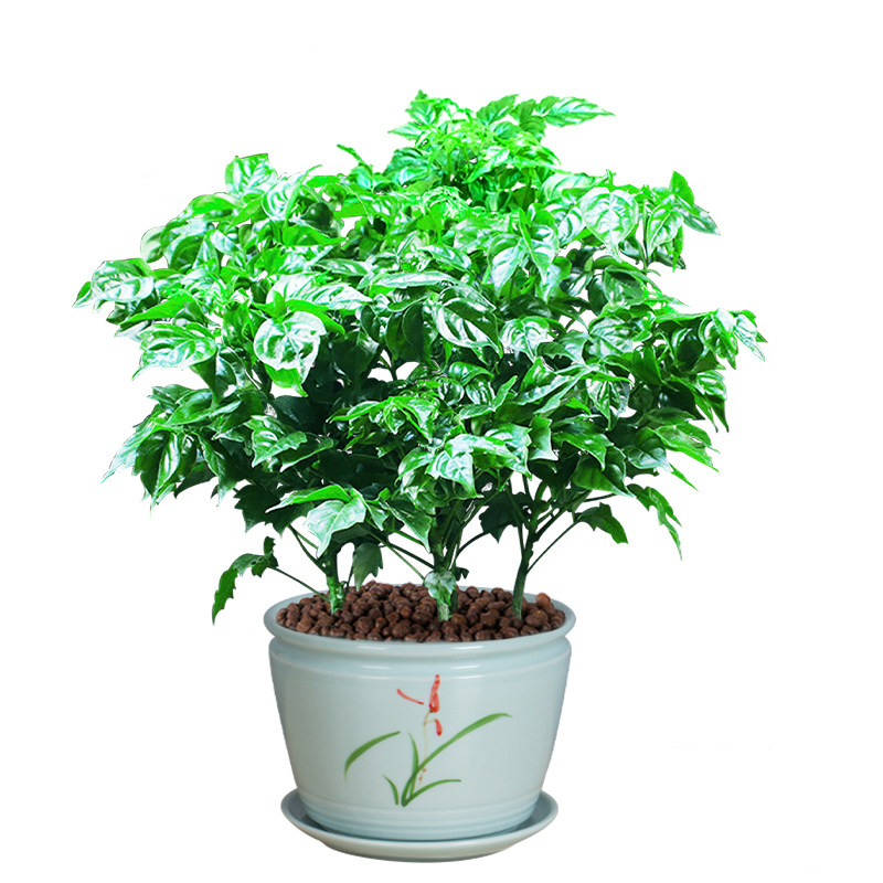 幸福树盆栽植物室内花好客厅净化空气花卉办公办公桌绿植