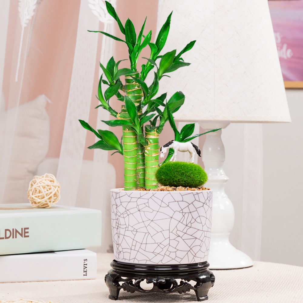 节节高富贵竹盆栽植物室内好养招财转运荷花观音绿植