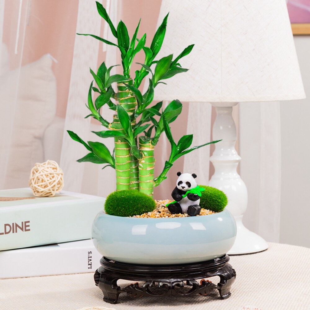 节节高富贵竹盆栽植物室内好养招财转运荷花观音绿植