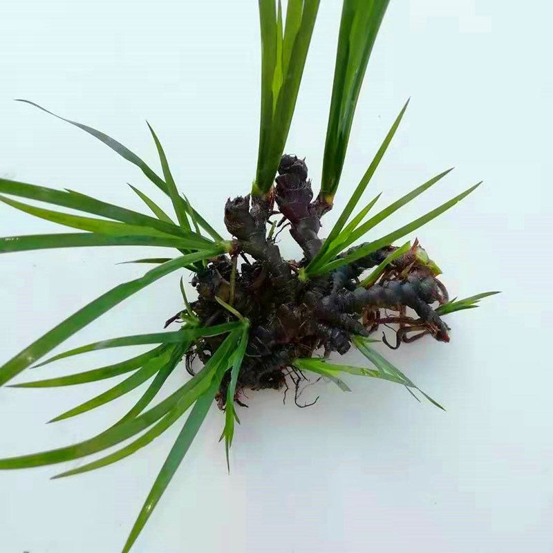 菖蒲石菖蒲根缸植物培植生水水生苗根龙根菖盆景绿植