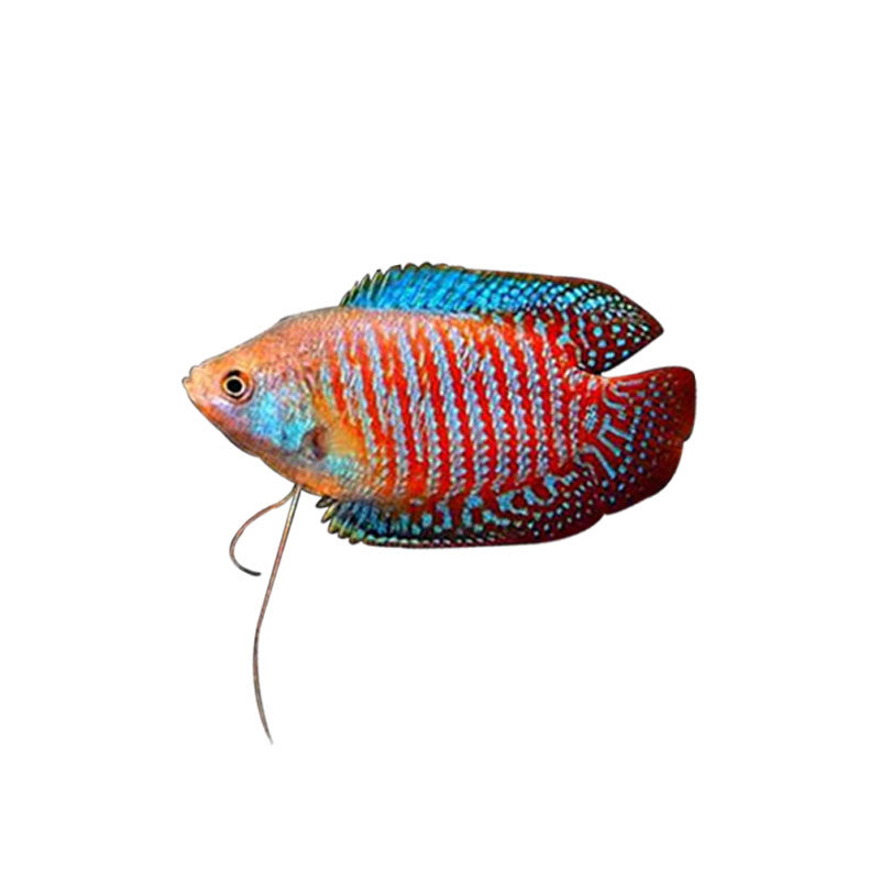 五彩丽丽鱼观赏鱼活体小型鱼血红丽丽热带冷水鱼孔雀鱼淡水好养活