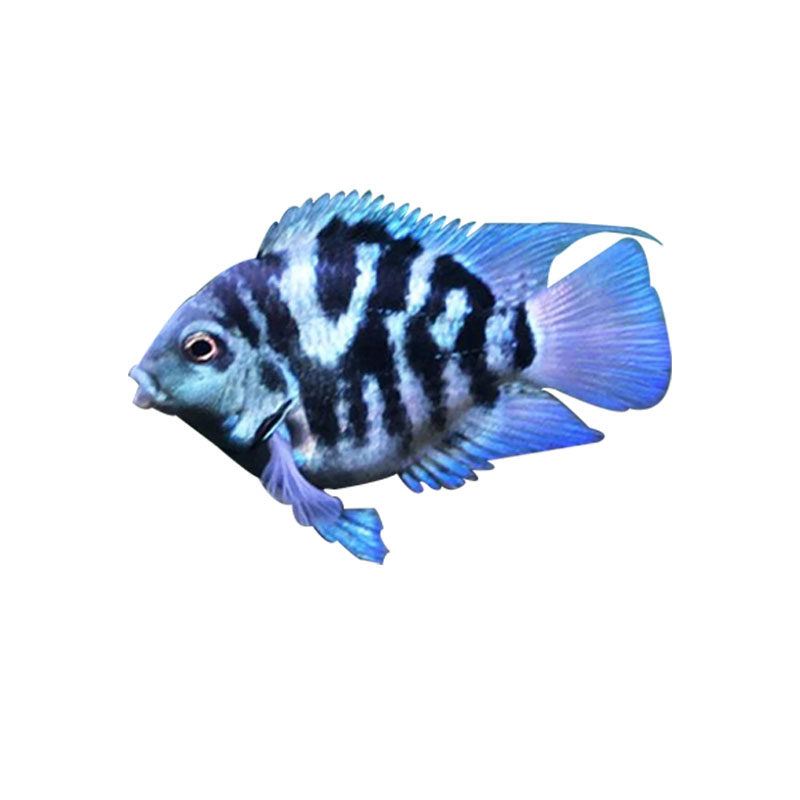 迷你鹦鹉蓝白三湖慈鲷科观赏鱼小型活体热带冷水鱼鱼