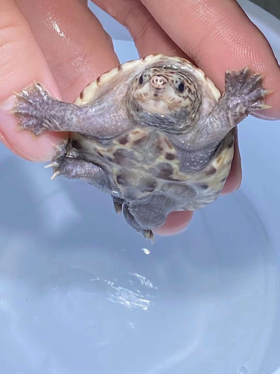 蛋龟墨西哥深水宠物大型龟可混养剃刀麝香龟红龟