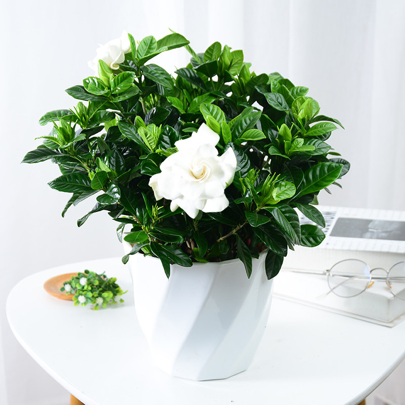 栀子花盆栽四季开花室内花卉植物桌面面带花苞时令草本花卉