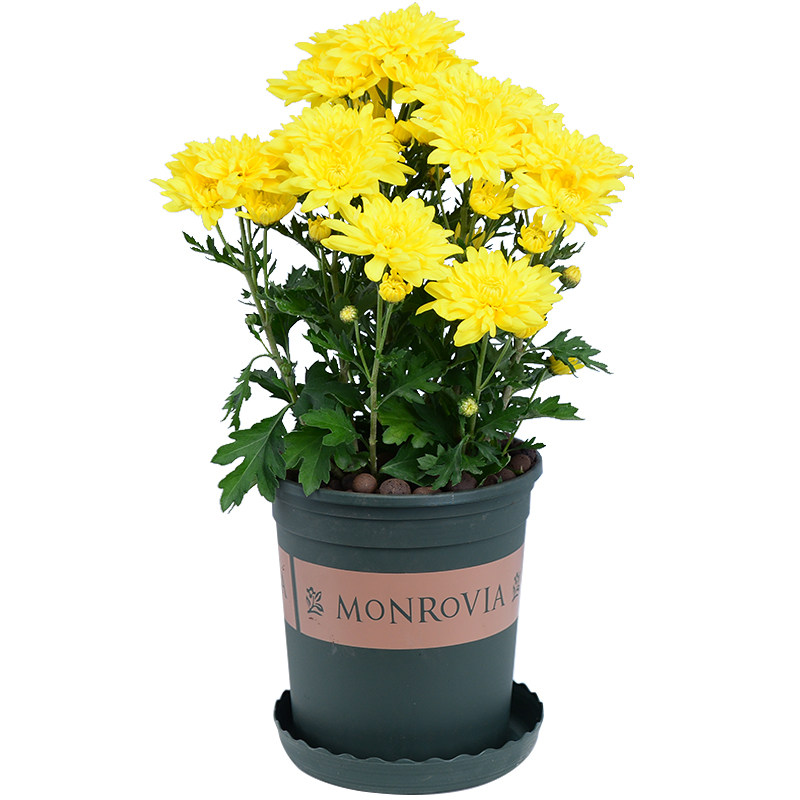 菊花盆栽室内办公室桌面观花植物庭院阳台耐旱时令草本花卉