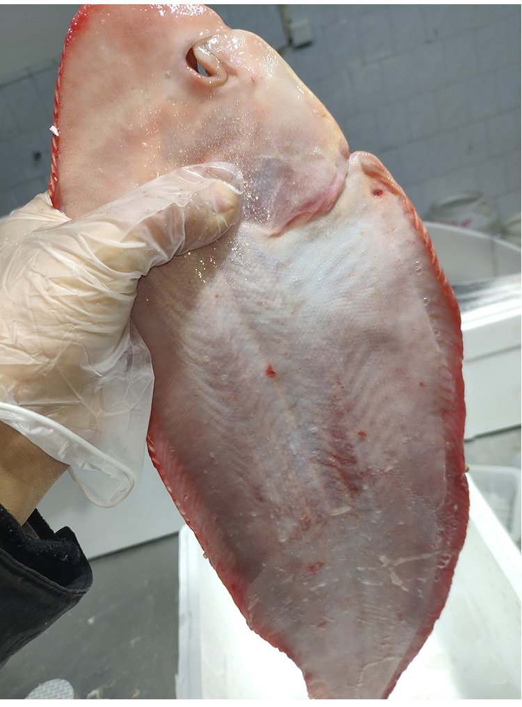 龙利鲜活冷冻新鲜野生舌鳎地板鳎目非巴沙鱼巴沙鱼