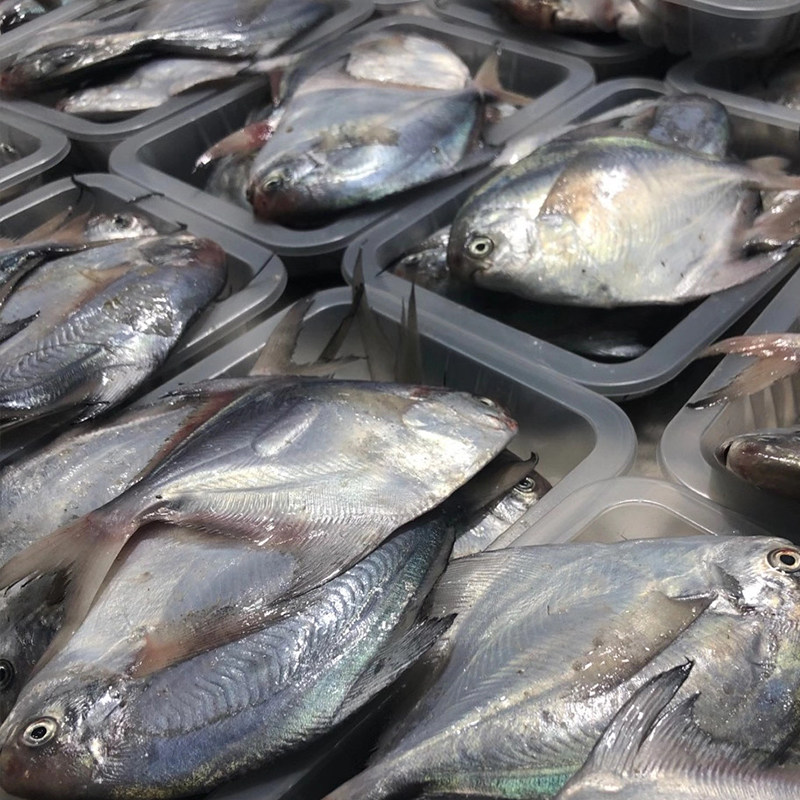 鲳鱼新鲜2条鲳扁白鲳鱼昌鱼鱼肉鲜活平鱼野生鲳鱼