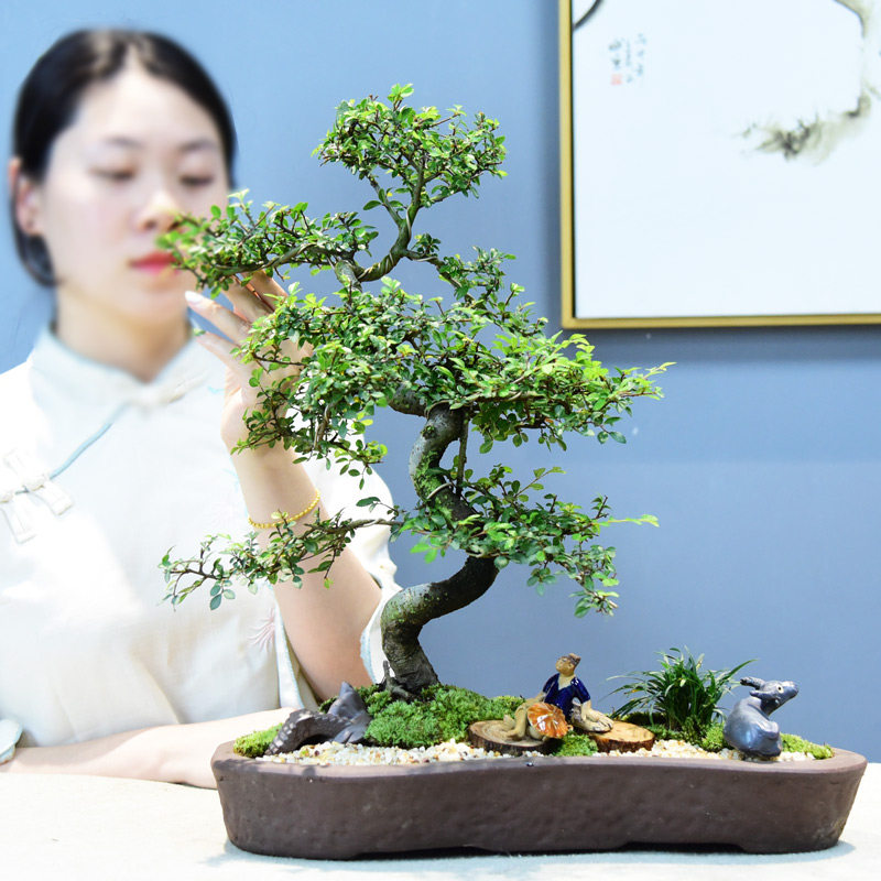 造型小叶榆树盆景老桩悬崖盆栽室内植物办公客厅四季常青花卉绿植
