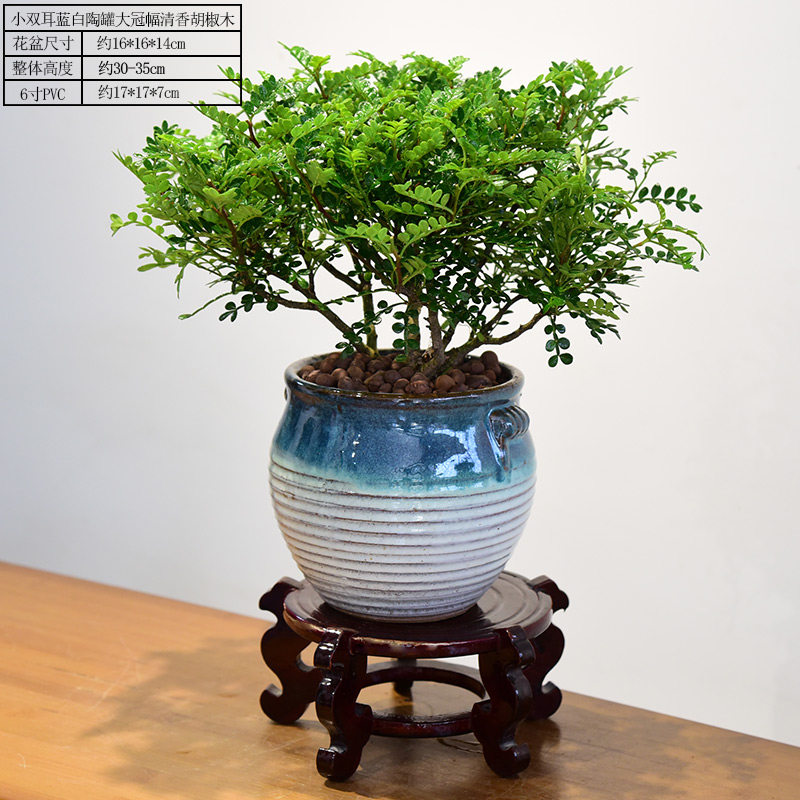 大清清香木盆栽老桩植物胡椒盆景室内客厅办公室绿植