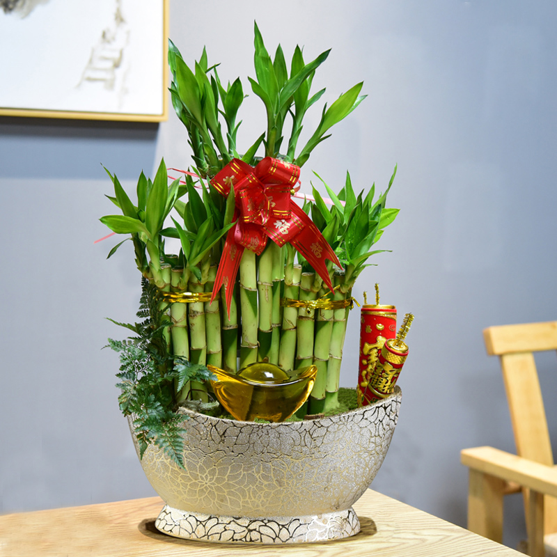 富贵竹节节节节高高塔竹子带根盆栽转运过年绿植绿植