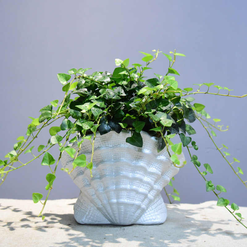 心叶常春藤盆栽常青藤植物室内四季常青办公客厅绿植