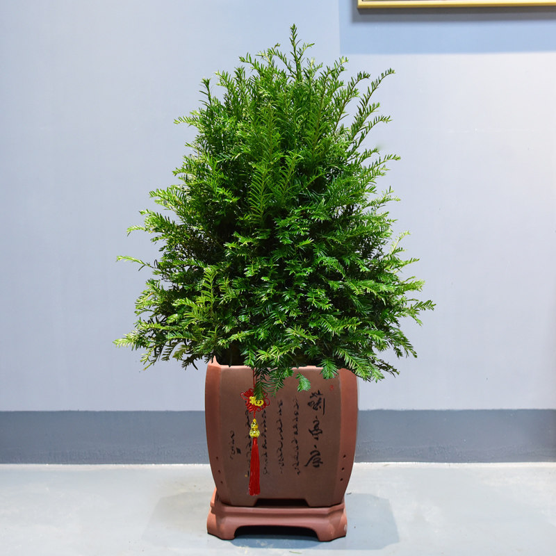 红豆杉盆栽室内好养易活大型绿色植物办公室四季落地大型绿植
