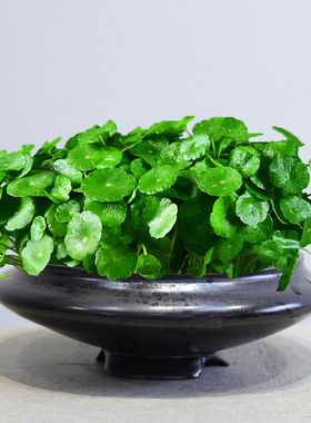 水培植物金钱大叶子水养创意铜钱草