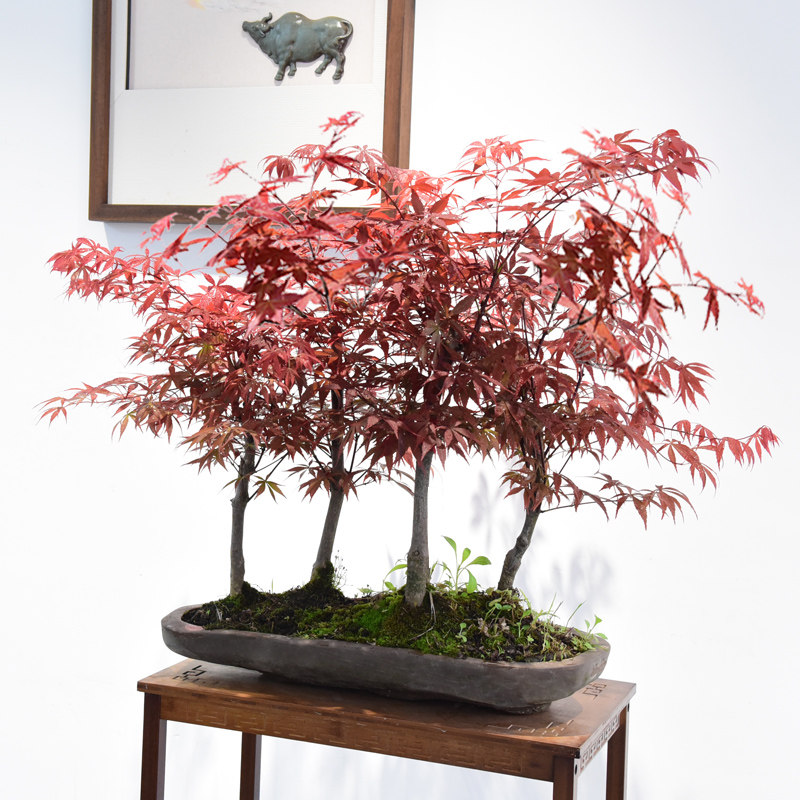 日本红枫丛林式盆景红舞姬盆栽庭院玄关植物老桩红叶枫树