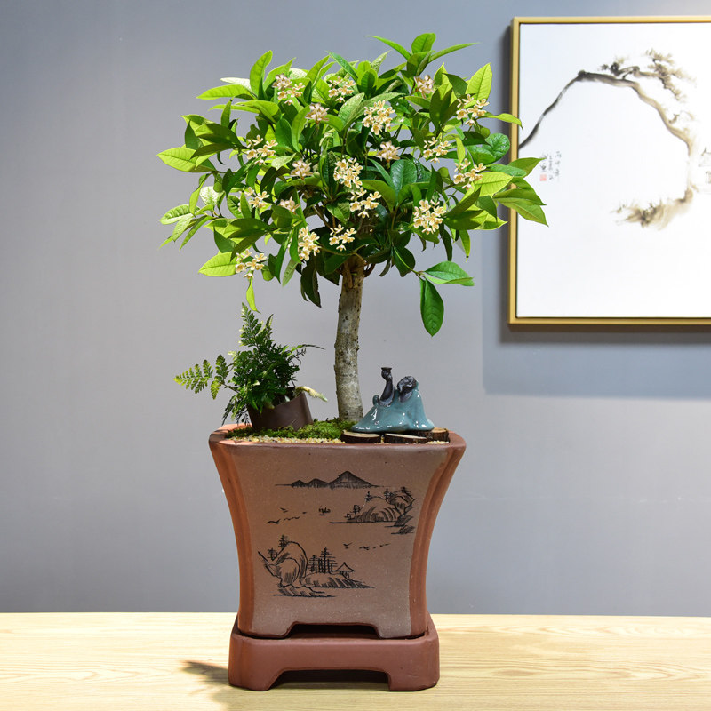 四季桂花盆栽植物矮株老桩盆景庭院室内好养时令草本花卉