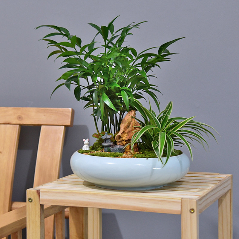 竹柏平安竹子盆栽植物客厅办公办公室室内桌面绿植