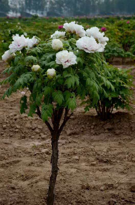 牡丹独杆大苗菏泽牡丹花花苗正宗观赏重瓣绿植花卉