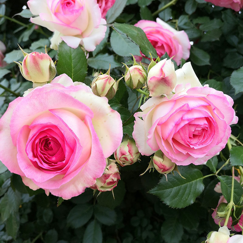 花苗欧月藤本月季特大粉色龙沙宝石爬藤玫瑰玫瑰花时令草本花卉