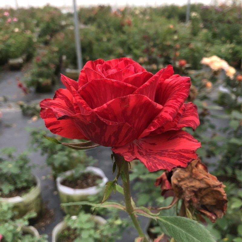 红色直觉月季大苗条纹月季灌木大花月季庭院阳台玫瑰花苗四季勤花